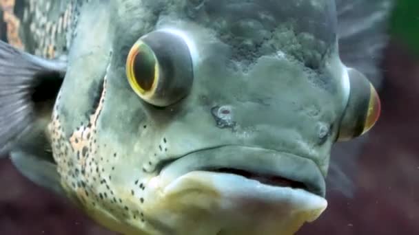 Εξωτικά ψάρια σε ένα μεγάλο ενυδρείο γκρο πλαν — Αρχείο Βίντεο