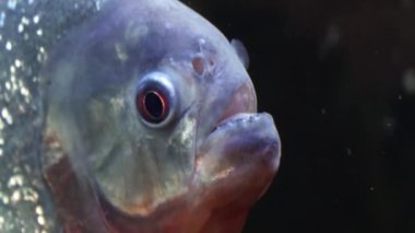 Egzotik balık büyük akvaryum yakın çekim