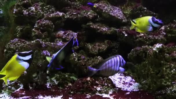 Peces exóticos en un gran acuario de cerca — Vídeos de Stock
