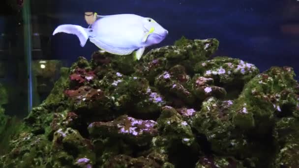 Poissons exotiques dans un grand aquarium gros plan — Video