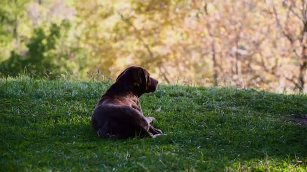 在夏日阳光明媚的日子里, 狗躺在草地上 — 图库视频影像