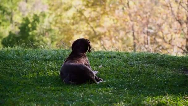 Os cães mentem na grama no dia ensolarado de verão — Vídeo de Stock