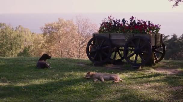 Köpekler yaz güneşli bir günde çim üzerinde yalan — Stok video