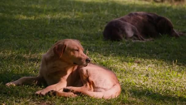 Собаки лежат на траве в летний солнечный день — стоковое видео