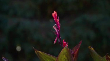 Rusya, Sochi Arboretum şehir