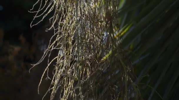 Rusia, la ciudad de Sochi Arboretum — Vídeos de Stock