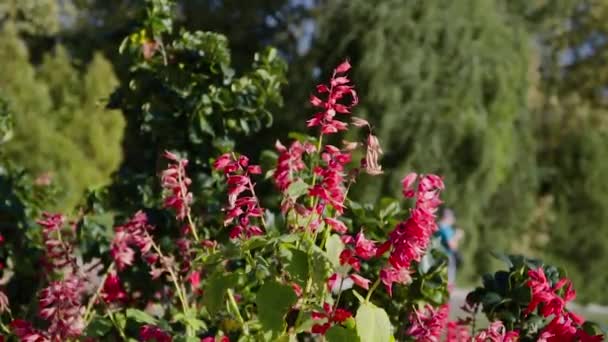 Tengeri Pnorama Arborétum Sochi Oroszország — Stock videók