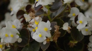 Rusya, Sochi şehir, Botanik Bahçesi