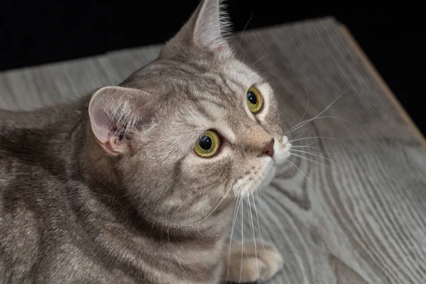 Gros plan chat domestique de race écossaise — Photo