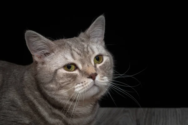 Close-up domestic cat of scottish breed — Stock Photo, Image