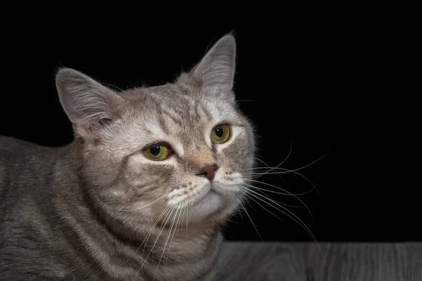 De binnenlandse kat close-up van Schotse RAS — Stockfoto