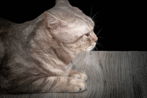 Close-up domestic cat of scottish breed — Stock Photo, Image