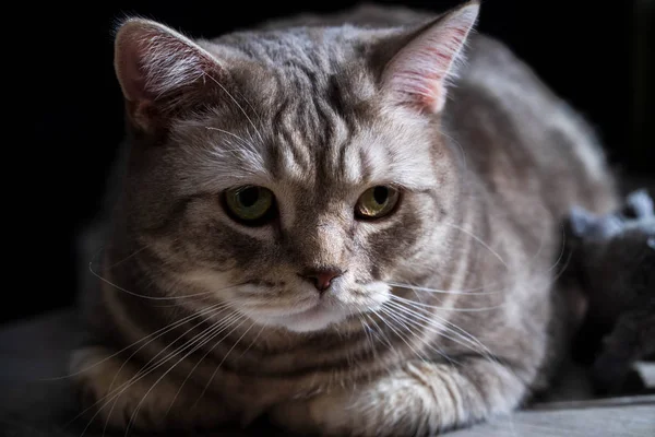 De binnenlandse kat close-up van Schotse RAS — Stockfoto