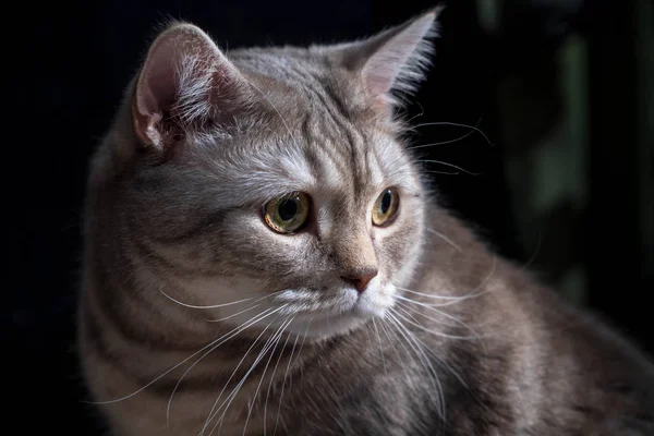 Gros plan chat domestique de race écossaise — Photo