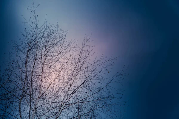 Branches de bouleau contre le ciel — Photo