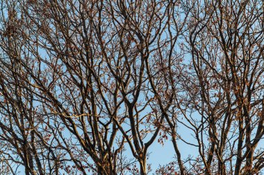 Mavi bulutsuz gökyüzüne karşı ağaç dalları