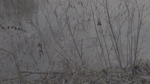 Reflet du ciel et des arbres dans la rivière. Profil d'image plat Slog 3 — Video