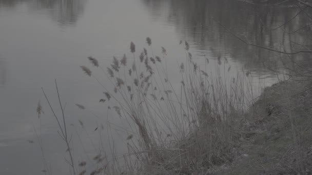 Reflejo del cielo y árboles en el río. Perfil de imagen plana Slog 3 — Vídeo de stock