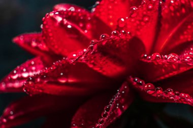 Çiçeklerin üzerindeki su damlaları yakın. Makro fotoğraf