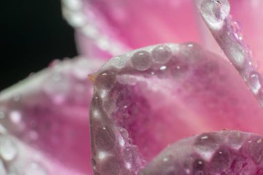 Çiçeklerin üzerindeki su damlaları yakın. Makro fotoğraf