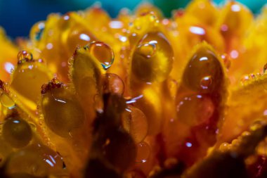 Çiçeklerin üzerindeki su damlaları yakın. Makro fotoğraf