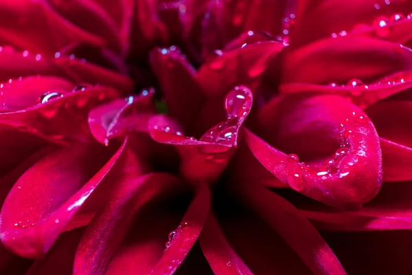 Çiçeklerin üzerindeki su damlaları yakın. Makro fotoğraf