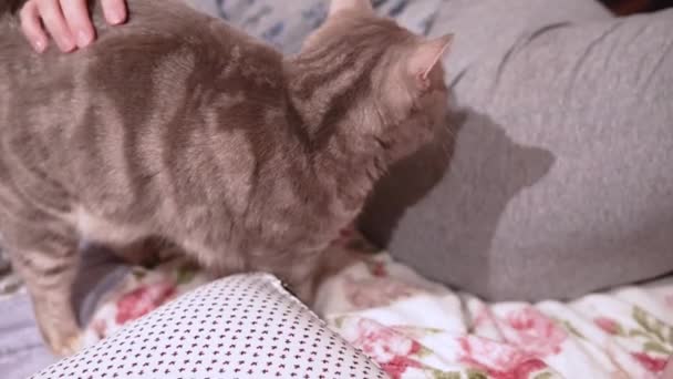 Женщина ласкает своего шотландского кота, лежащего на кровати — стоковое видео