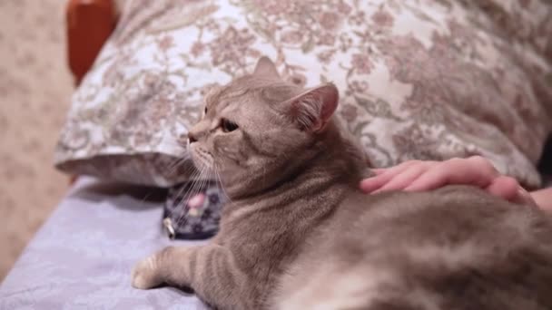 Mujer acaricia a su gato escocés acostado en la cama — Vídeo de stock