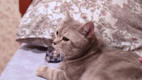Vrouw streelt haar Schotse kat liggend op het bed — Stockvideo