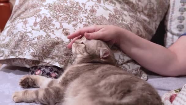 Žena hladí svou skotskou kočku ležící na posteli — Stock video