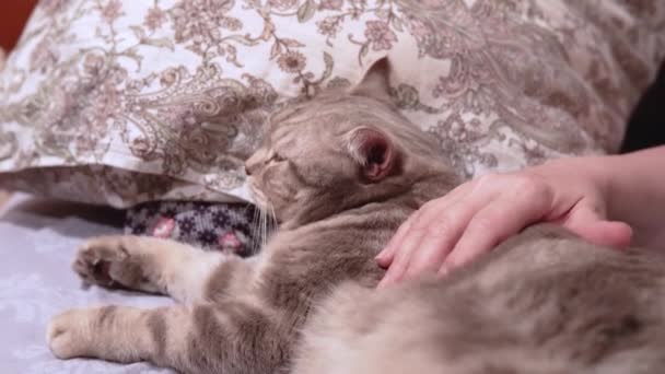 Жінка пестить свого шотландського кота, що лежить на ліжку — стокове відео