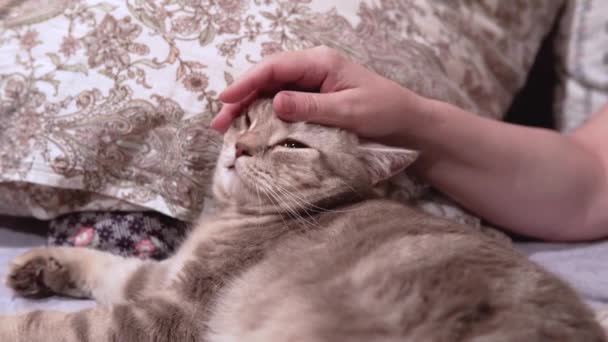 Mujer acaricia a su gato escocés acostado en la cama — Vídeos de Stock