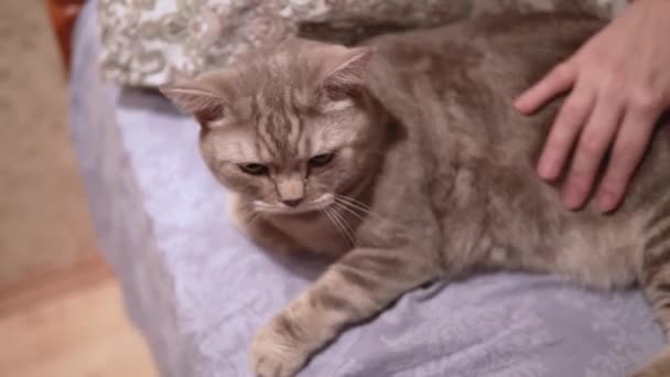 Η γυναίκα χαϊδεύει τη σκωτσέζικη γάτα της ξαπλωμένη στο κρεβάτι — Αρχείο Βίντεο