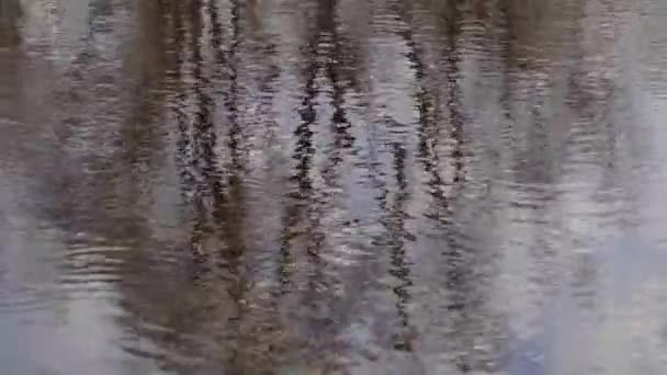 Reflection of the sky and trees in the river — Stock Video