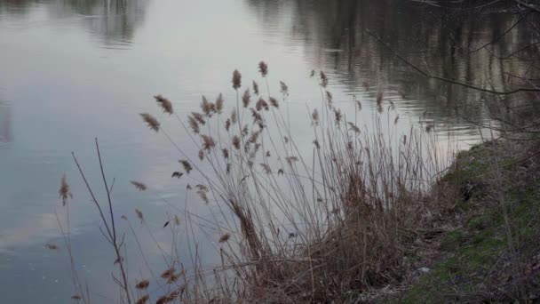 Reflejo del cielo y árboles en el río — Vídeo de stock