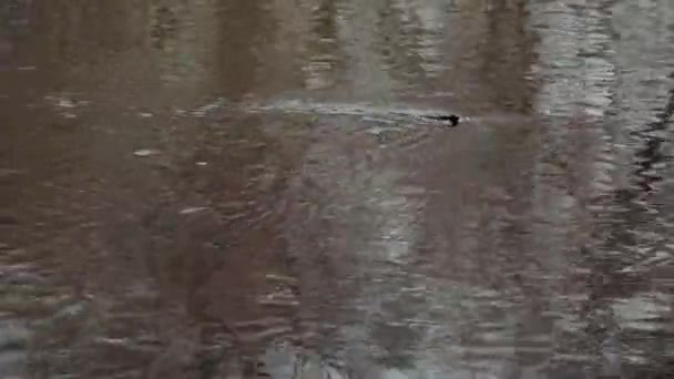 Reflexão do céu e árvores no rio — Vídeo de Stock