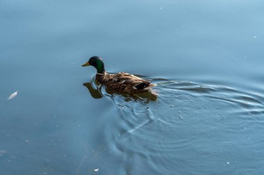 Güneşli bir yaz gününde hayvanat bahçesinde ördekler