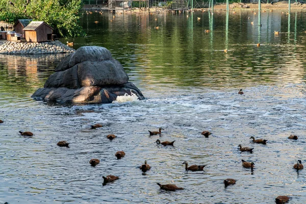 Kachny v zoo za slunného letního dne — Stock fotografie