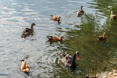 Güneşli bir yaz gününde hayvanat bahçesinde ördekler