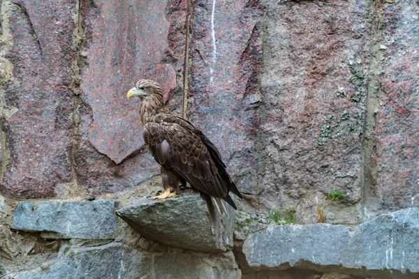 Eagle at the zoo on a sunny summer day — Stock Photo, Image
