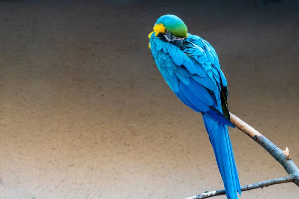 Papageien im Zoo an einem sonnigen Sommertag — Stockfoto