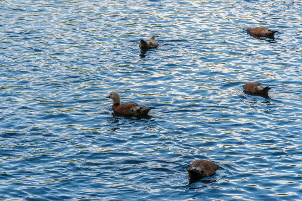 Ankor på Zoo på en solig sommardag — Stockfoto