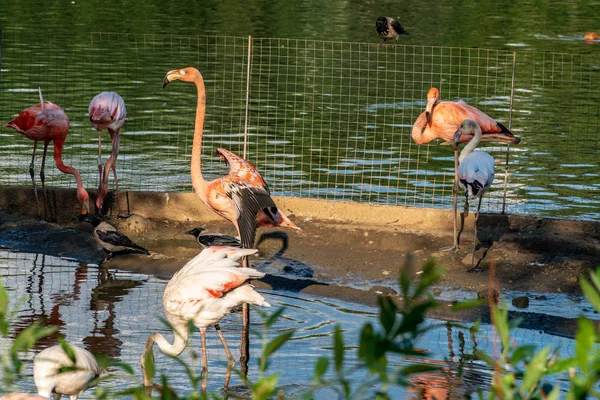 Flamingo i zoologisk have på en solrig sommerdag - Stock-foto
