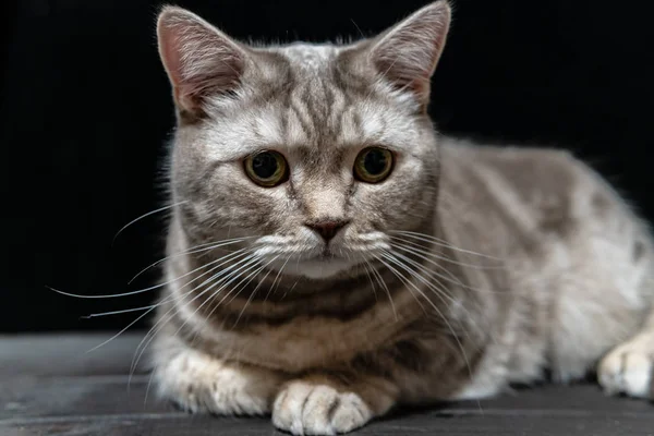 Close-up gato doméstico de raza escocesa —  Fotos de Stock