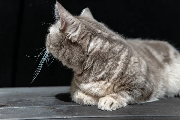 Zbliżenie krajowych kot rasy szkocki — Zdjęcie stockowe