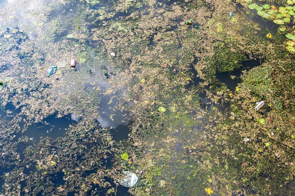 都市河川の汚染市内の川のゴミと藻類 — ストック写真