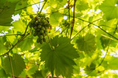 Bunches of grapes on a grape tree