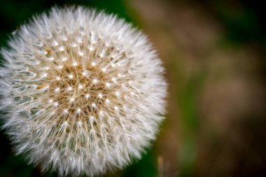 Yeşil alanda kabarık karahindiba. Makro fotoğraf
