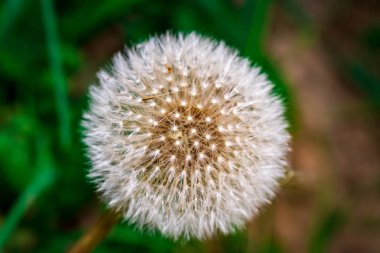 Yeşil alanda kabarık karahindiba. Makro fotoğraf