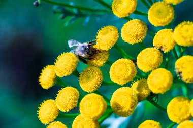 Bir arı orman çiçeklerini toza salar. Makro çekimi